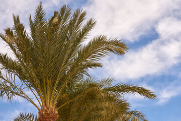 Fototapeta na wymiar Palm trees in the sun with a blue sky in the background.