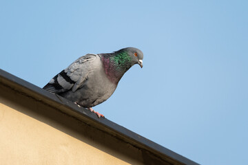 Pidgeons in town in the Czech Republic