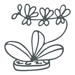 Hand drawn phalaenopsis orchid outline icon in doodle style. Vector liner illustration for print, web, mobile and infographics isolated on white background.   - obrazy, fototapety, plakaty