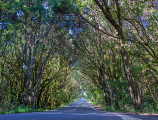 Straße auf LA GOMERA, Kanarische Inseln: Mite dem Auto durch den mystischen Lorbeerwald im...