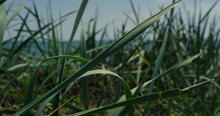 Vibrant green grass blowing swaying in wind. Meadow field on ocean sea beach.