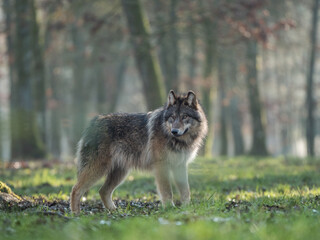 Loup gris dans une forêt