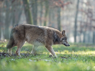 Loup gris dans une forêt