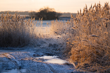 Obraz premium Frozen reeds in czech nature in winter