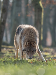 Loup gris dans une forêt