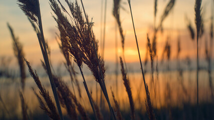 Reeds grass sway wind in beautiful sea coastline golden sunset background nature