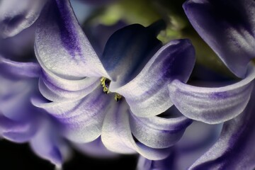 The hyacinth is a hardy bulbous plant that flowers in spring.