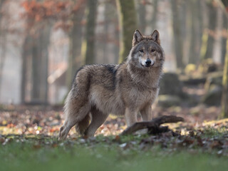Obraz premium Loup gris dans une forêt