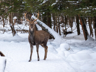 One spotted deer in the Moscow Nature Reserve in winter