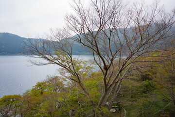 View of forest with withered tree near Togendai Station at Lake Ashi with mountain and cloudy sky background. No people.
