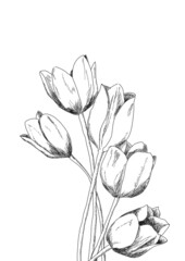 Dessin réalité de tulipes noir et blanc © emiliecamjusan