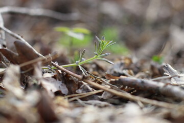 ants in the forest