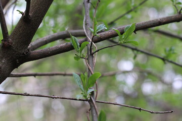 branch of a tree