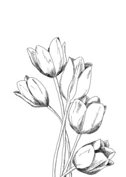 Dessin réalité de tulipes noir et blanc