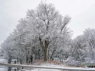 snow trees