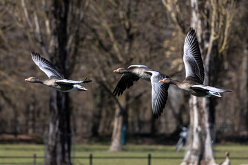 The flying greylag goose, Anser anser is a species of large goose