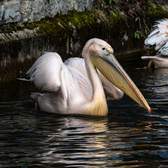 Great White Pelican, Pelecanus onocrotalus in a park