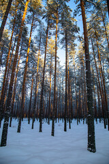 winter sunset in pine tree forest covered with snow