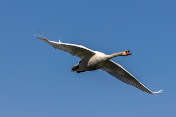 Mute swan, Cygnus olor flying over a lake in the English Garden in Munich, Germany