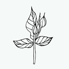 Cute single hand drawn floral elements. Doodle vector illustration