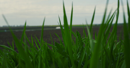 Field grass blowing wind in agriculture eco meadow outdoors. Agronomy concept.