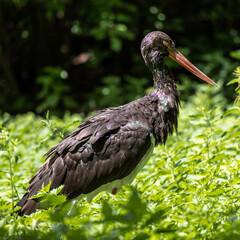 Black stork, Ciconia nigra in a german nature park