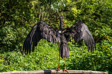 Black stork, Ciconia nigra in a german nature park