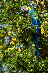 The Blue-and-yellow Macaw, Ara ararauna is a large South American parrot