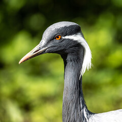Demoiselle Crane, Anthropoides virgo are living in the bright green meadow during the day time
