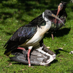 Straw-necked Ibis, Threskiornis spinicollis in the zoo