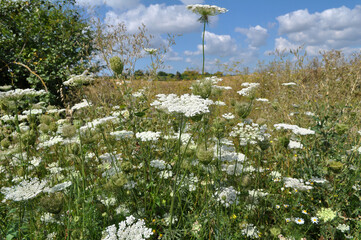 Wild carrot (Daucus carota) grows in nature
