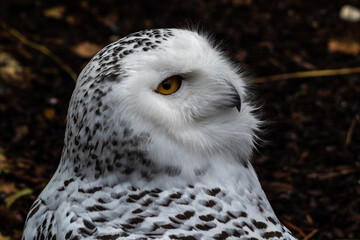 The Snowy Owl, Bubo scandiacus is a large, white owl of the owl family