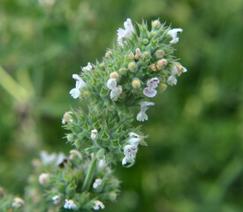 Flowering melissa (Melissa officinalis) flowers