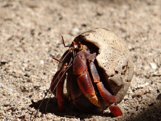 Bernard ermite
