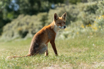 Young Red Fox, the largest of the true foxes, sitting in a dune area near Amsterdam