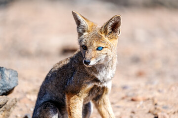 fox, lycalopex griseus or zorro chilla, looking at camera, eye  or corneal ulcer - obrazy, fototapety, plakaty