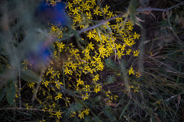 Gelbe Blumen Blumenmeer