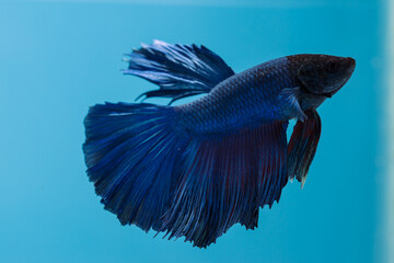 beautiful little betta fish
taken close up (macro) on a blue background