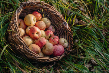 rustic harvest of eco-friendly dirty apples. pink-yellow worm-infested scab fruits lie in an old wicker basket on the green grass. close-up