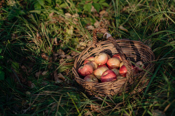 rustic harvest of eco-friendly dirty apples. pink-yellow worm-infested scab fruits lie in an old wicker basket on the green grass. close-up