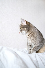 A striped gray cat with yellow eyes. A domestic cat sitting on the bed..