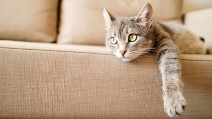  domestic cat lies on the couch. The cat in the home interior.