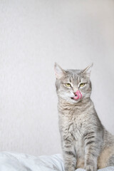 Fototapeta na wymiar A domestic tabby gray cat sits on the couch and washes. Cat hygiene..