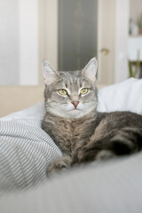 A domestic striped gray cat lie on the bed. The cat in the home interior.