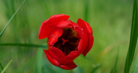 Fototapeta premium Flower red tulip growing blooming in nature green grass garden in floral field.
