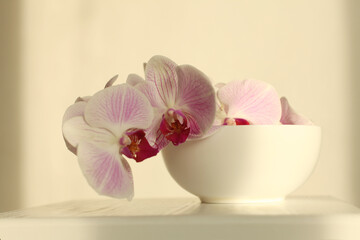 Close up Pink phalaenopsis orchid flower on beige interior. Selective soft focus. Minimalist still...