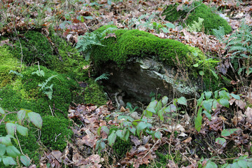 moss on the ground