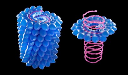 Helical virus structure, one short part of a Tobacco mosaic virus. It is a single-stranded RNA virus. It was the first discovered virus and causes disease of plants. 3d graphic on black background. - obrazy, fototapety, plakaty