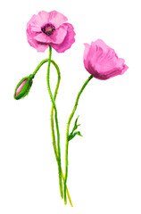 Watercolor pink poppies bouquet. Hand painted floral illustration. Beautiful bright flowers