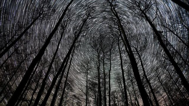 Time lapse of start trails circling the north star with silhouettes of dead looking trees in the foreground. Aurora flash in the sky part way through the clip.
